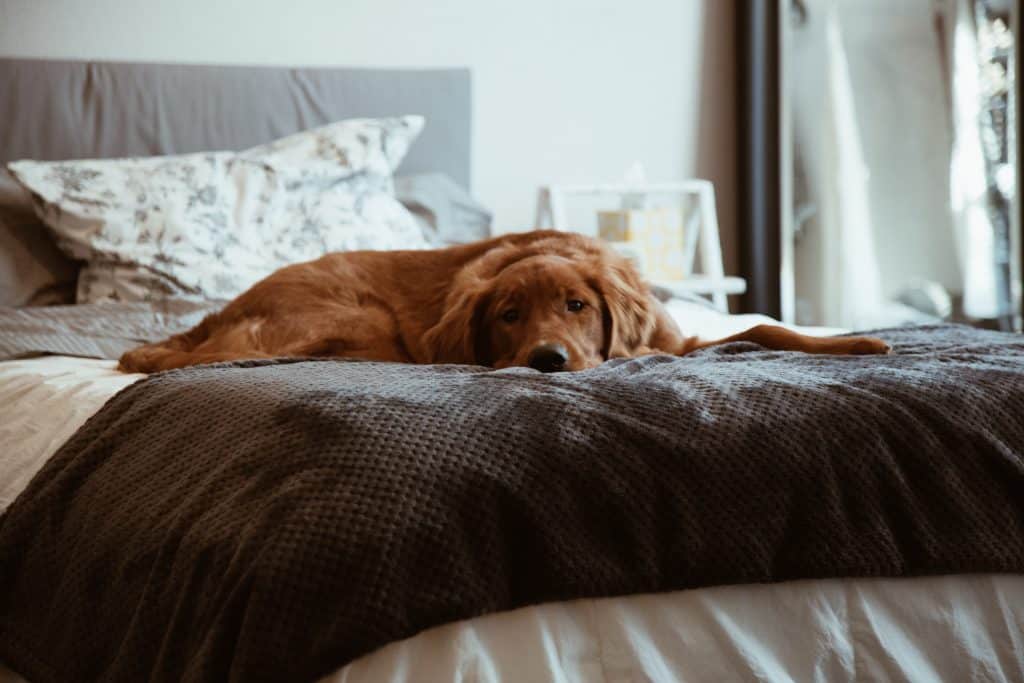 dog laying on the bed