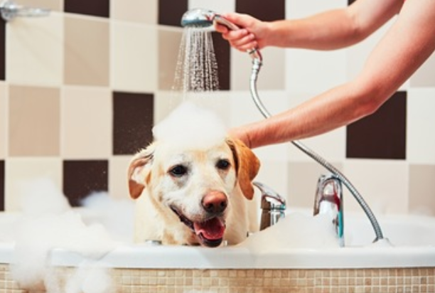 dog bathing