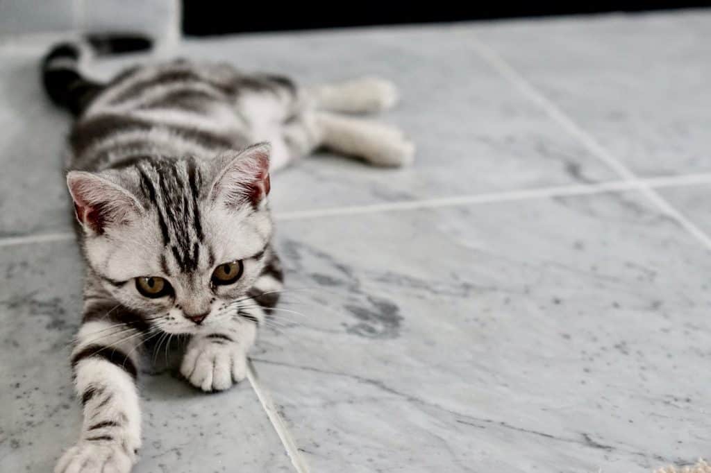 gray kitten laying on gray tile floor