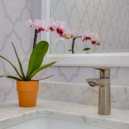 plant on sink